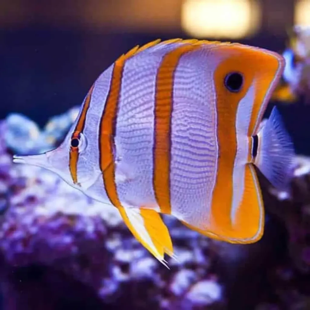 Copperband Butterflyfish 10