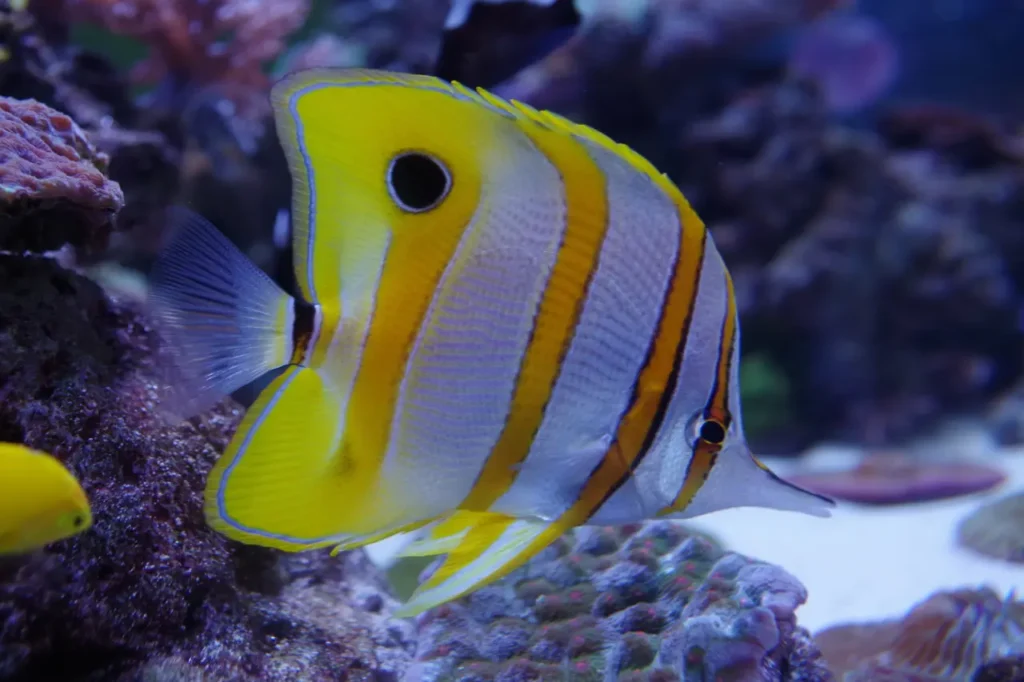 Copperband Butterflyfish 11