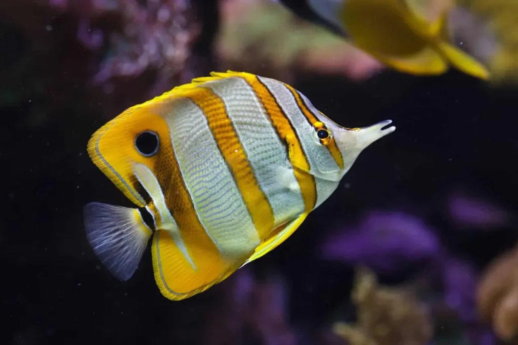 Copperband Butterflyfish 12