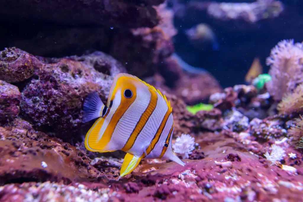 Copperband Butterflyfish 13