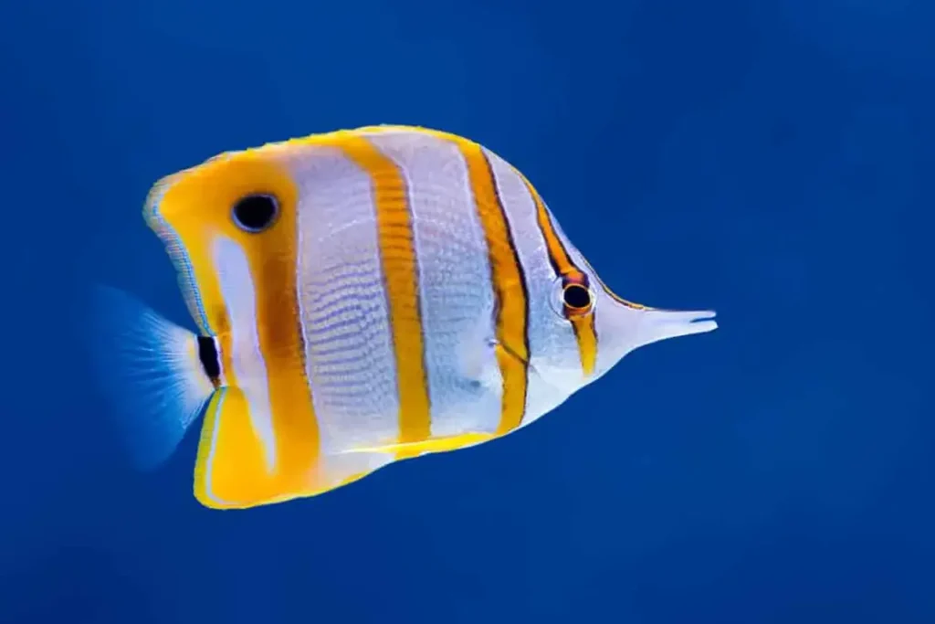 Copperband Butterflyfish 15