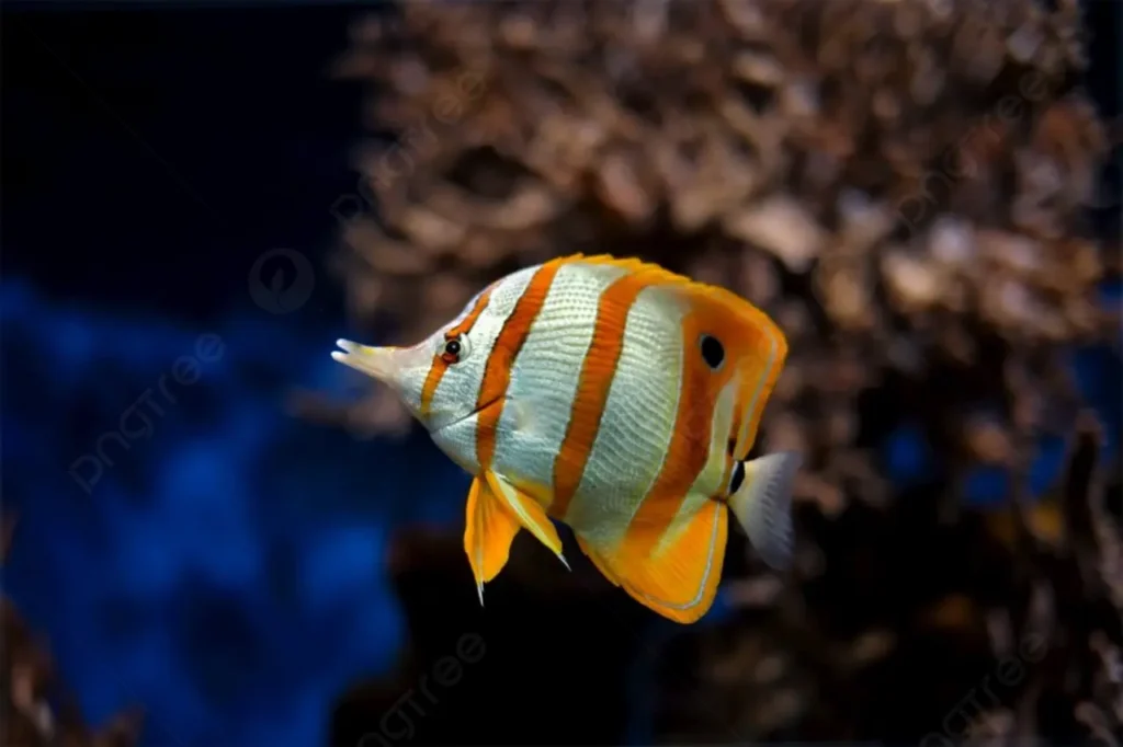 Copperband Butterflyfish 17