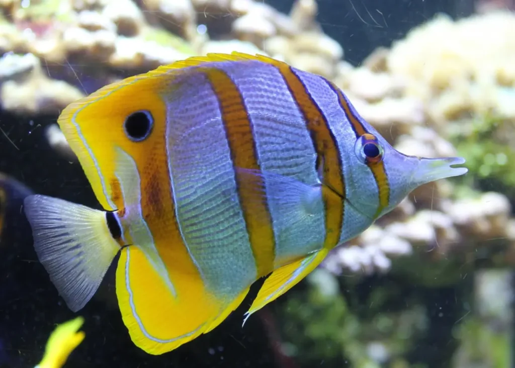 Copperband Butterflyfish 19