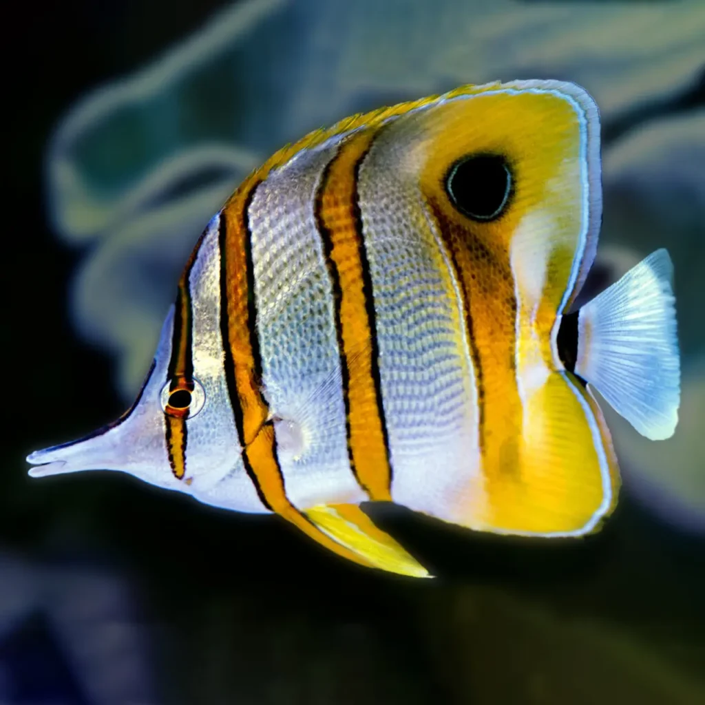 Copperband Butterflyfish 2