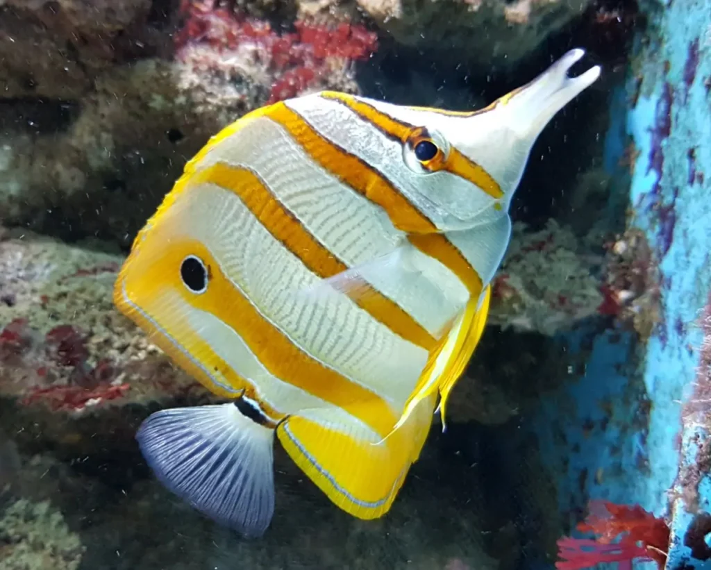 Copperband Butterflyfish 20