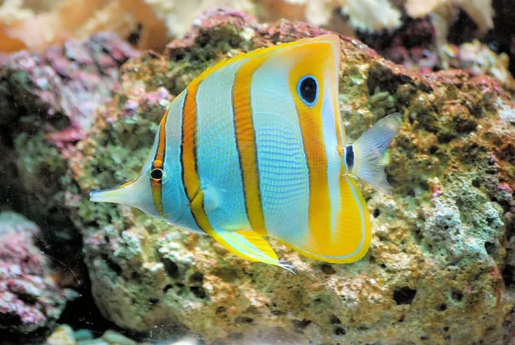 Copperband Butterflyfish 21