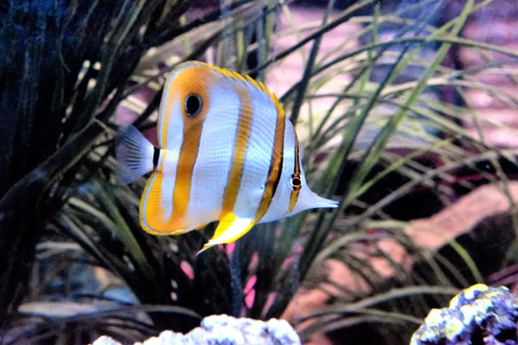Copperband Butterflyfish 24
