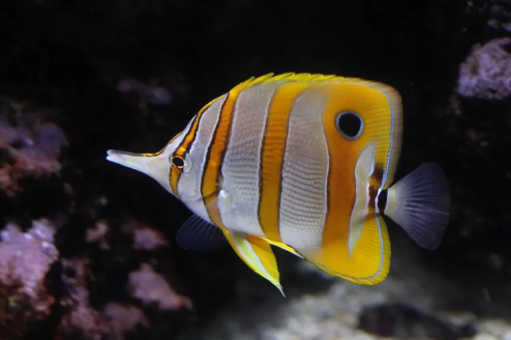 Copperband Butterflyfish 25