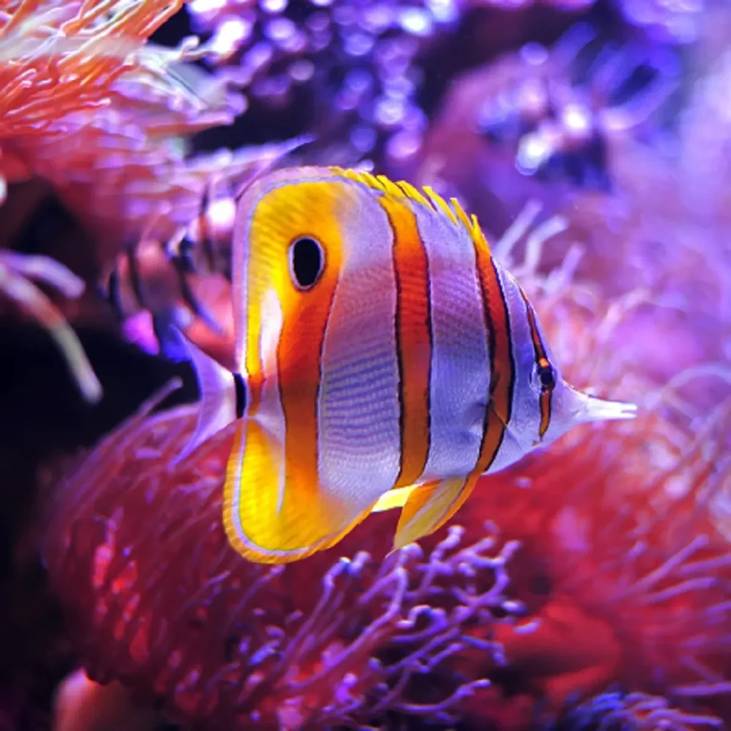 Copperband Butterflyfish 28