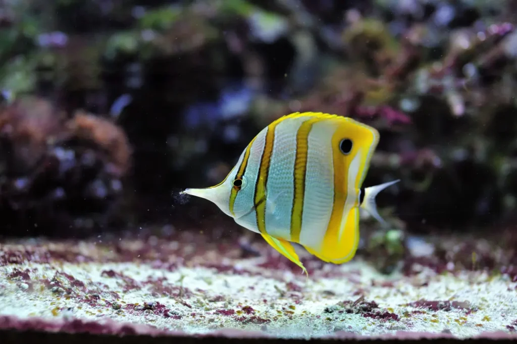 Copperband Butterflyfish 3