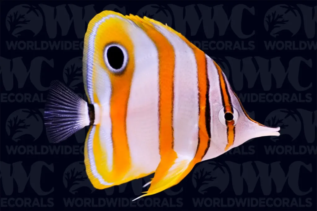 Copperband Butterflyfish 5