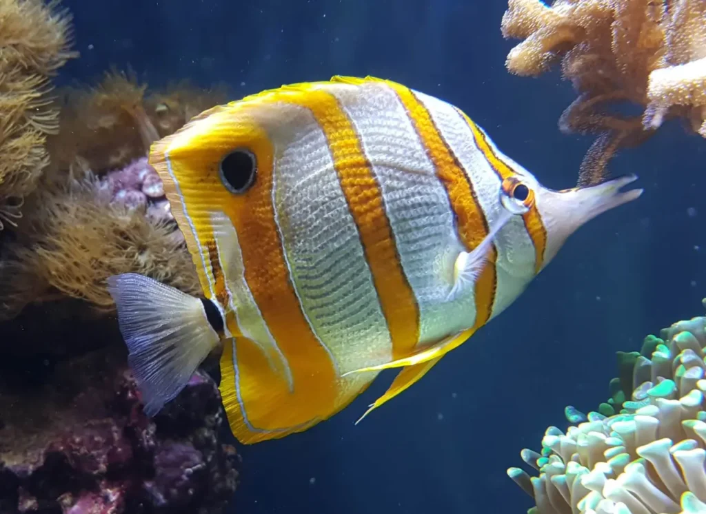 Copperband Butterflyfish 6
