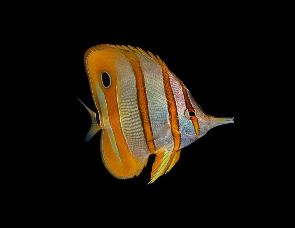 Copperband Butterflyfish 7