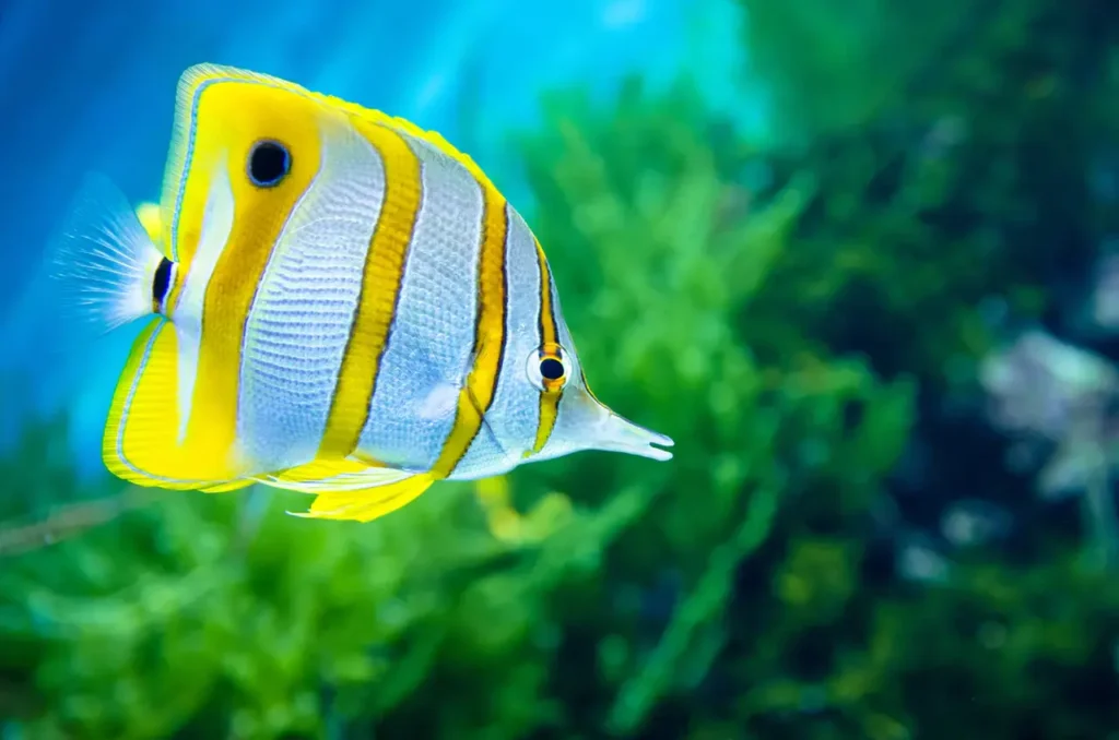 Copperband Butterflyfish 8