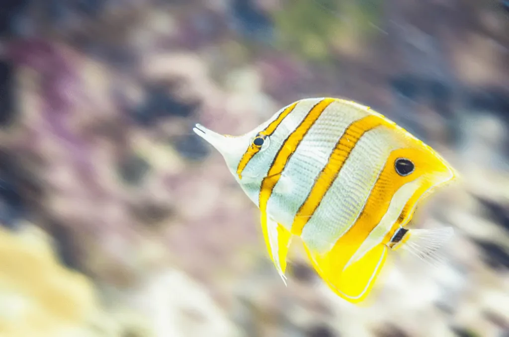 Copperband Butterflyfish 9