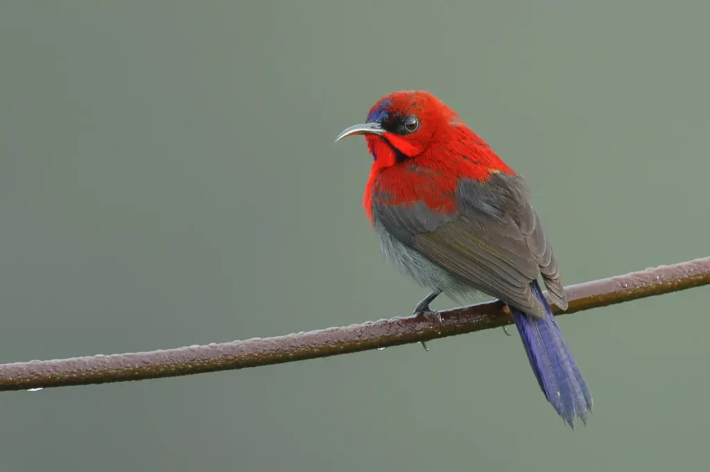 Crimson Sunbird 16