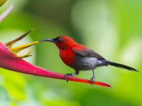 Crimson Sunbird 18