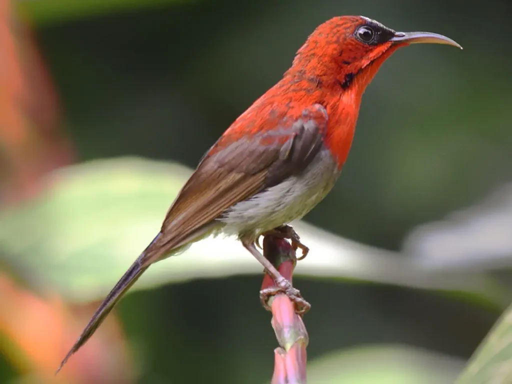 Crimson Sunbird 2