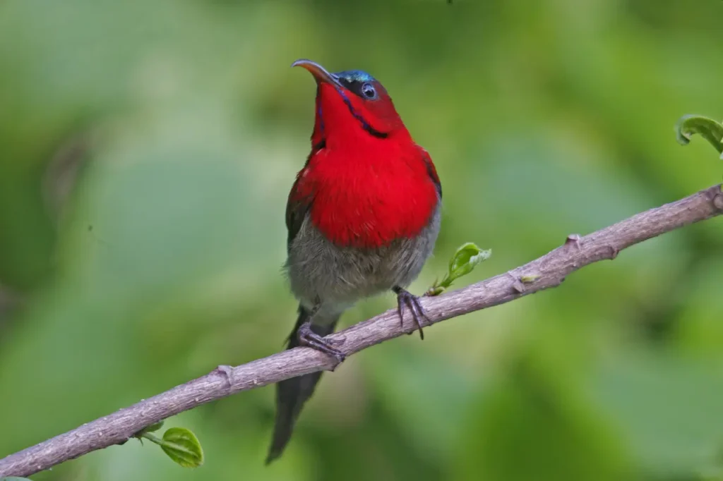 Crimson Sunbird 24