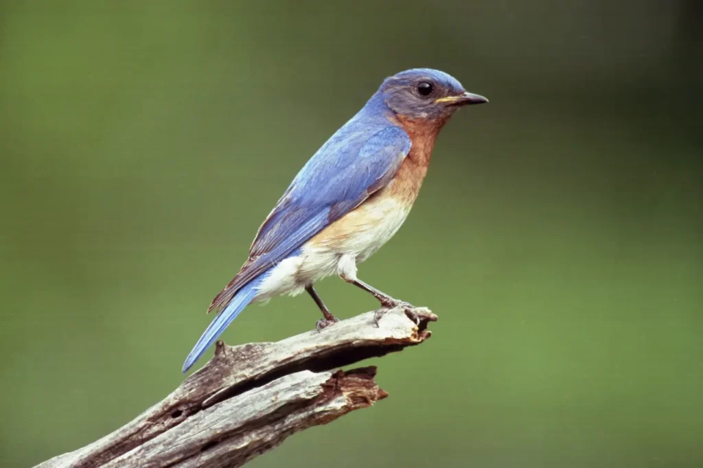 Eastern Bluebird 9