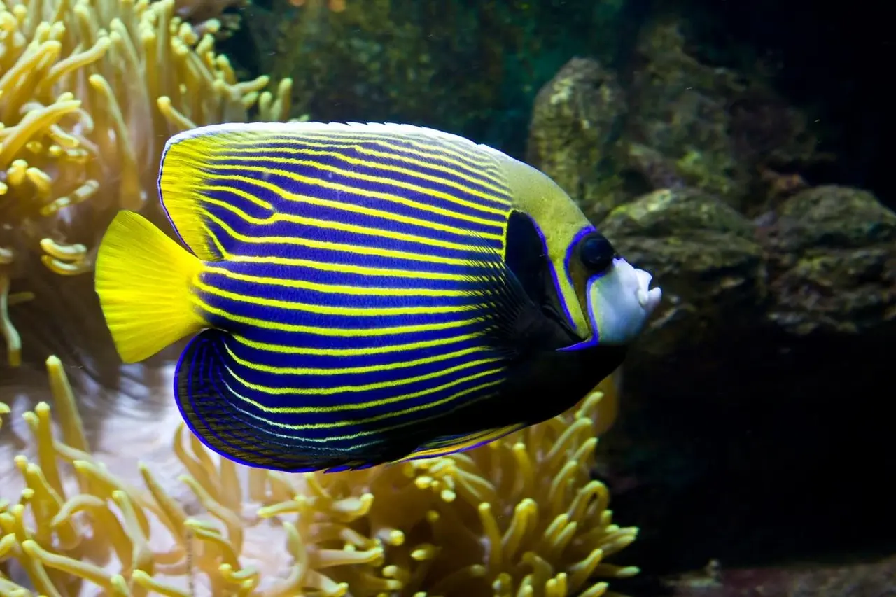 Emperor Angelfish 5