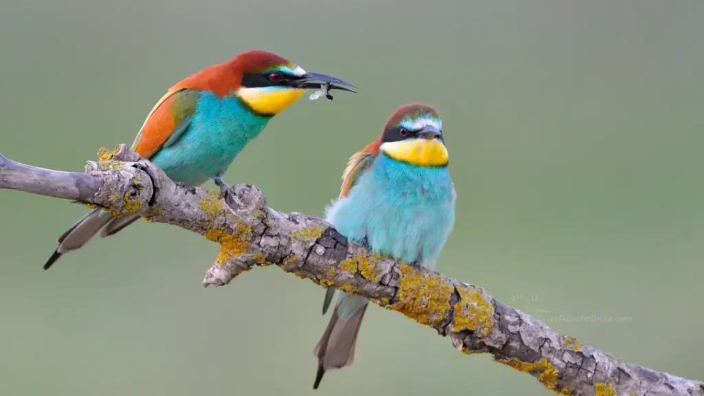 European Bee-eater 11