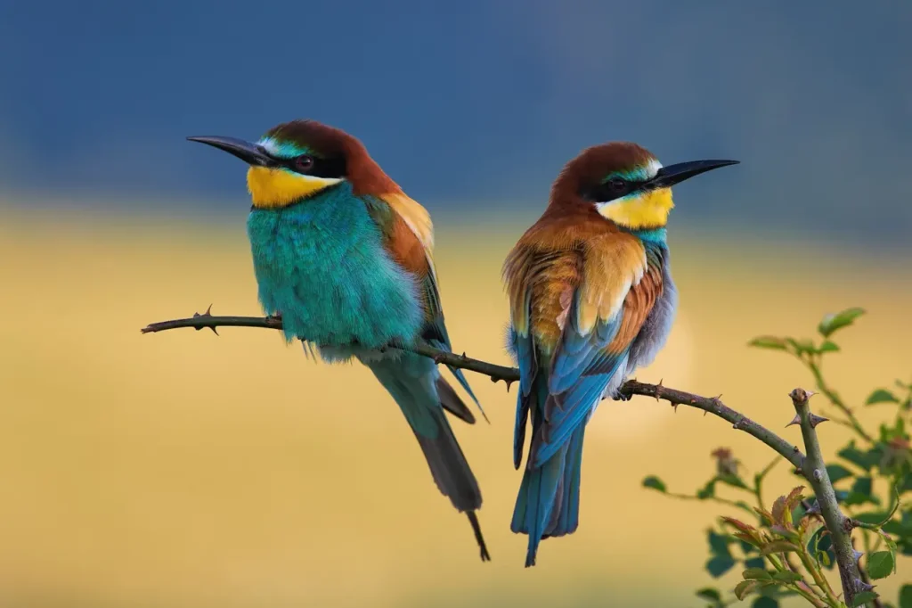European Bee-eater 14