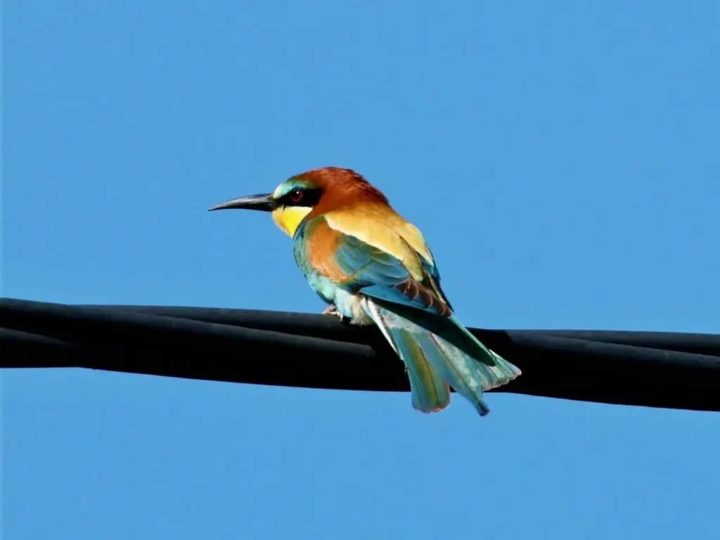 European Bee-eater 15
