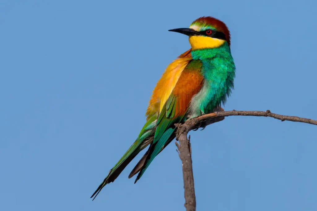 European Bee-eater 17