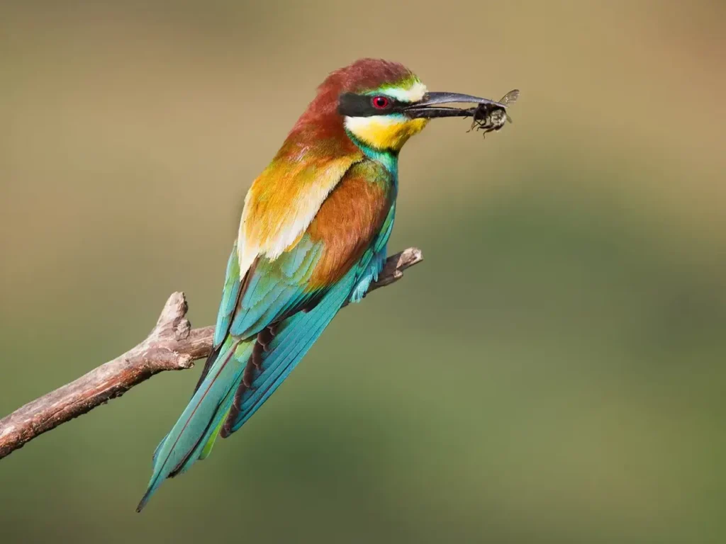 European Bee-eater 21