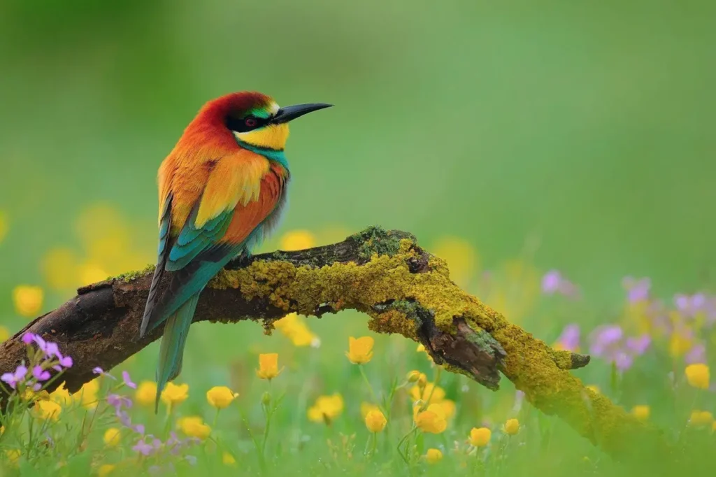 European Bee-eater 23
