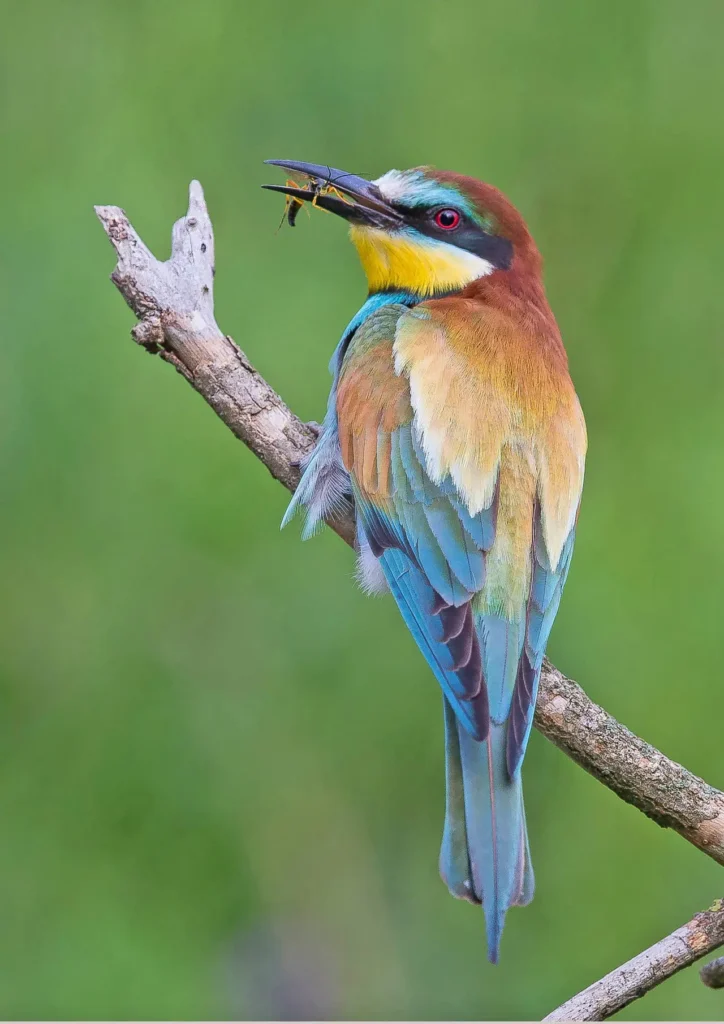 European Bee-eater 26
