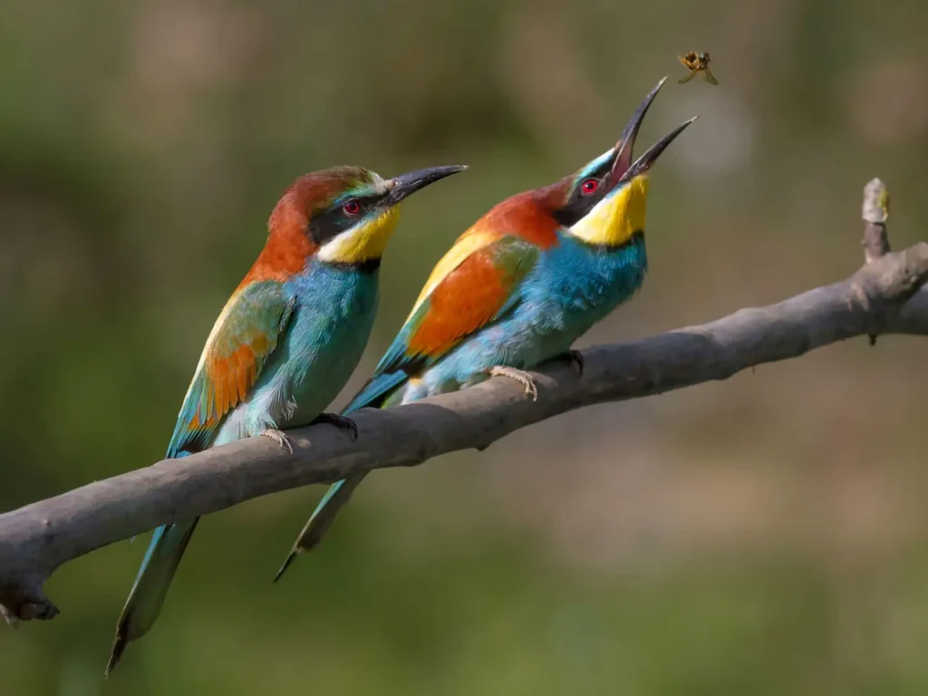 European Bee-eater 27
