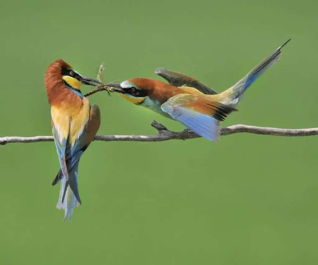 European Bee-eater 28