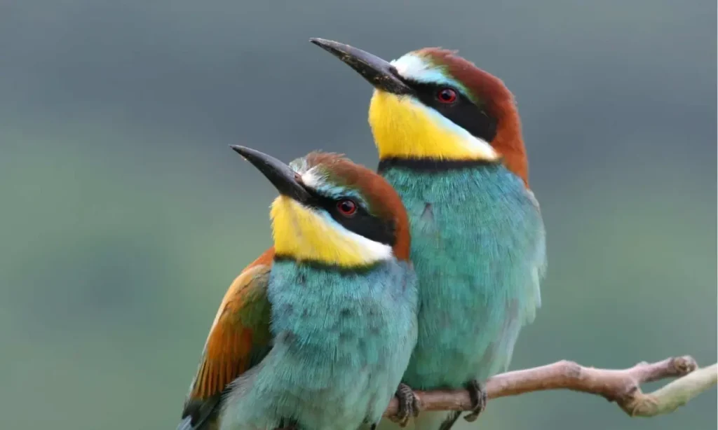 European Bee-eater 3