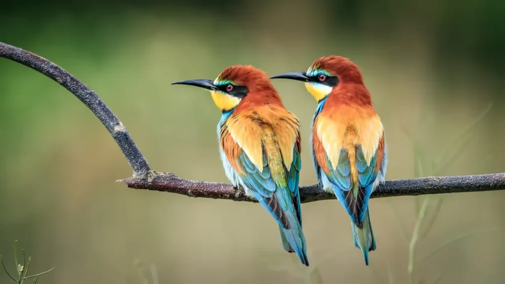 European Bee-eater 32