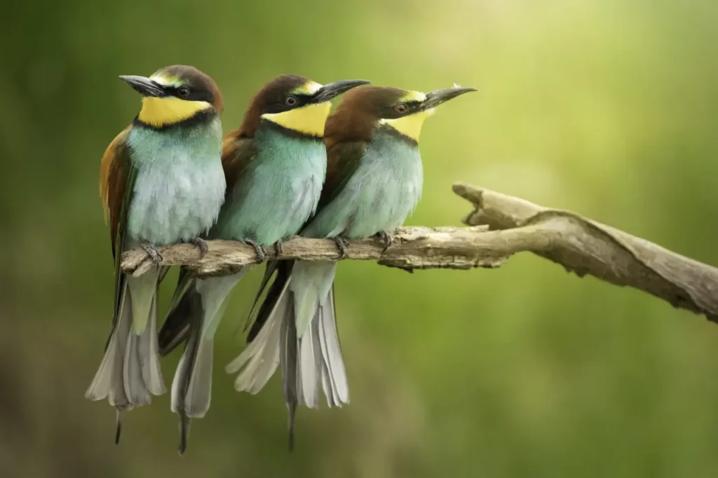 European Bee-eater 35