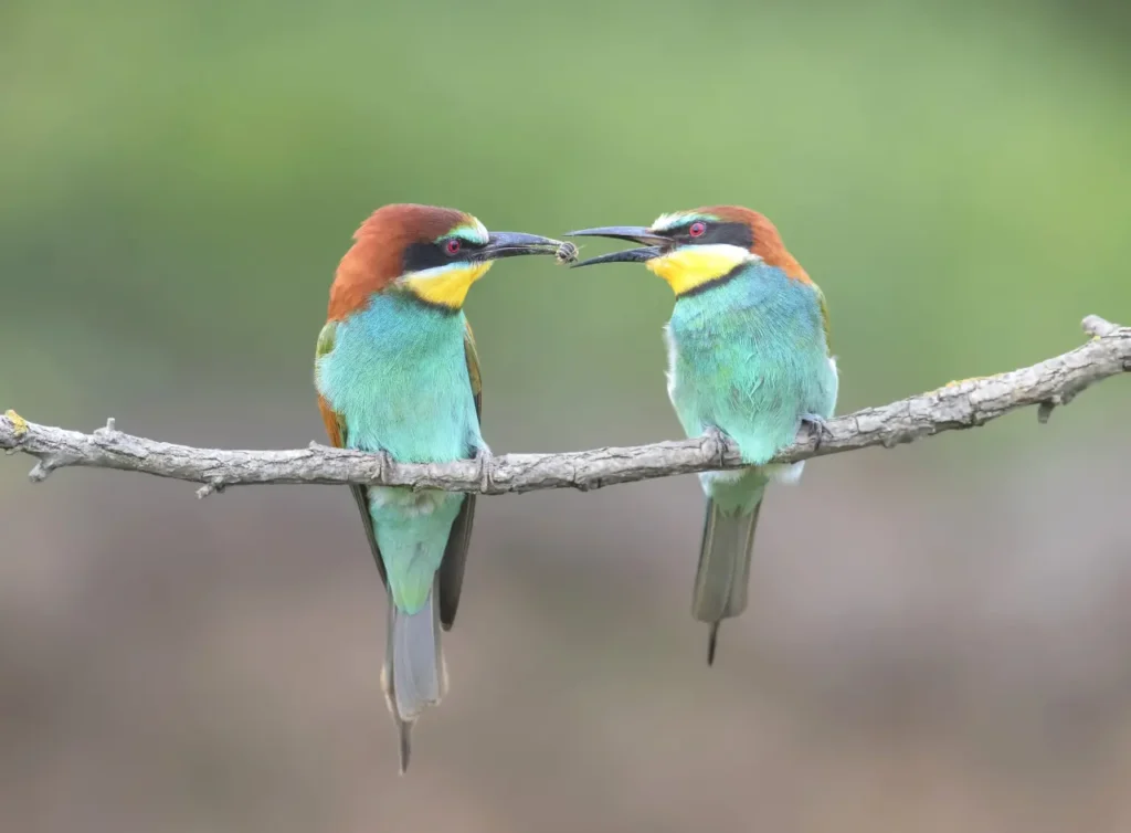 European Bee-eater 38