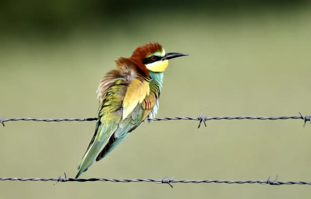 European Bee-eater 39