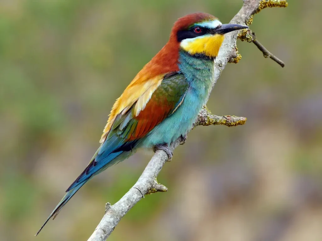 European Bee-eater 4