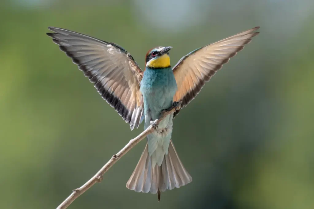 European Bee-eater 40