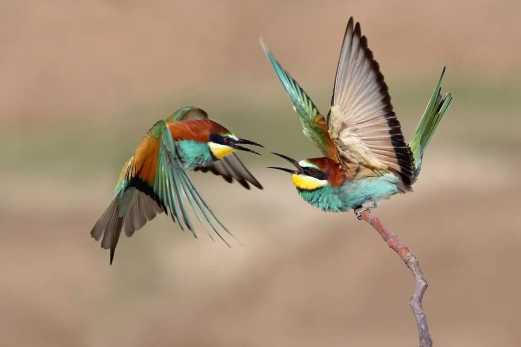 European Bee-eater 5