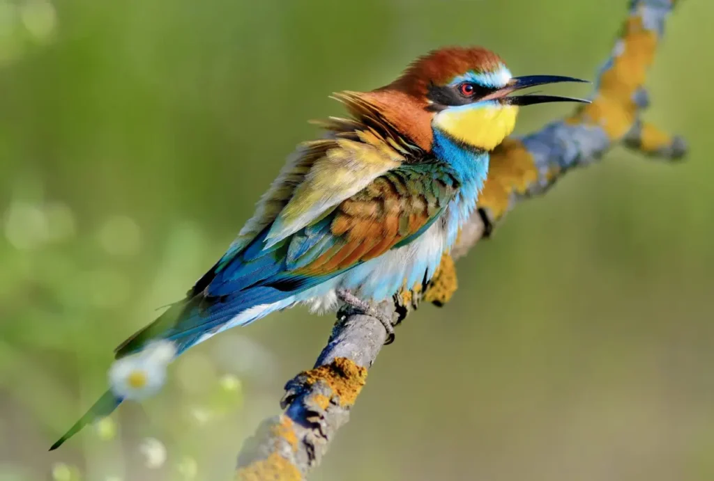 European Bee-eater 6