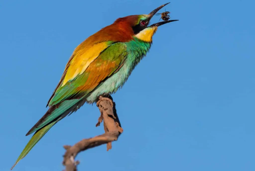 European Bee-eater 7