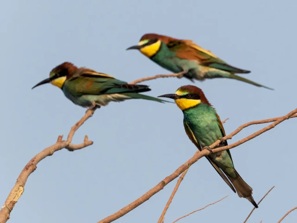European Bee-eater 8