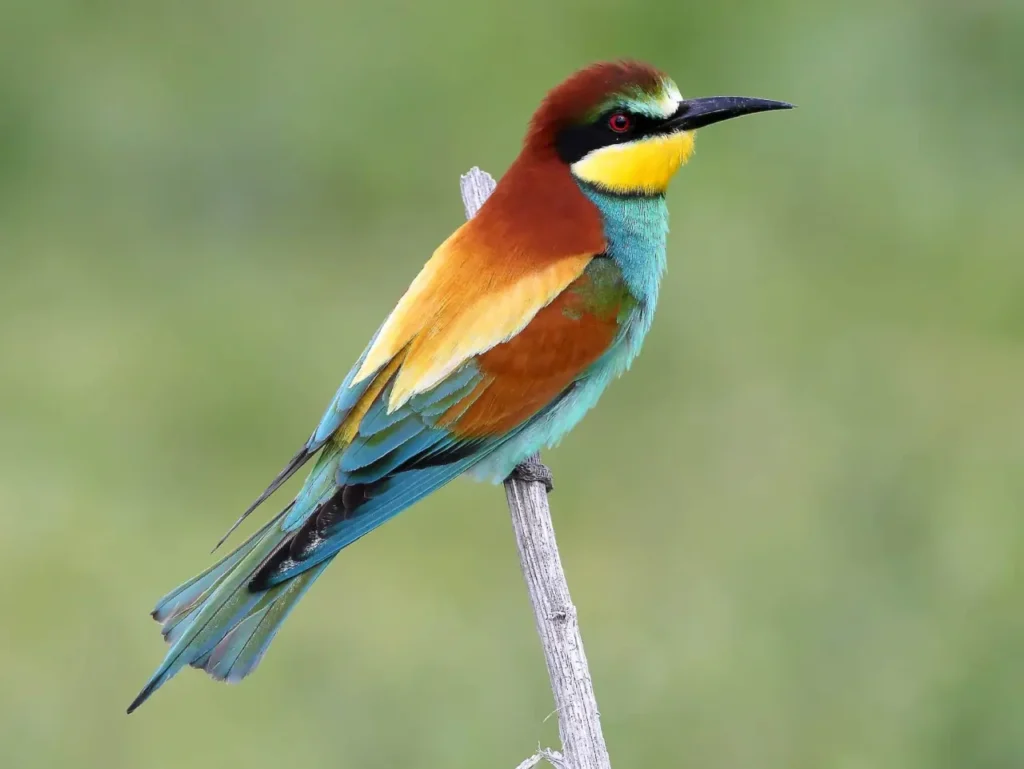 European Bee-eater 9