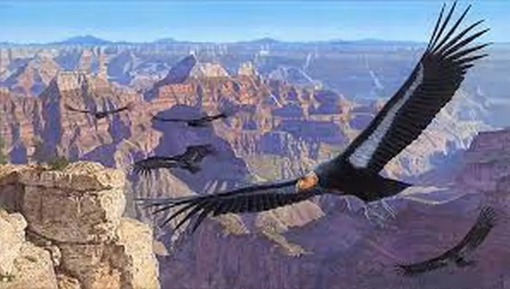 Explore The Grand Canyon 13-1