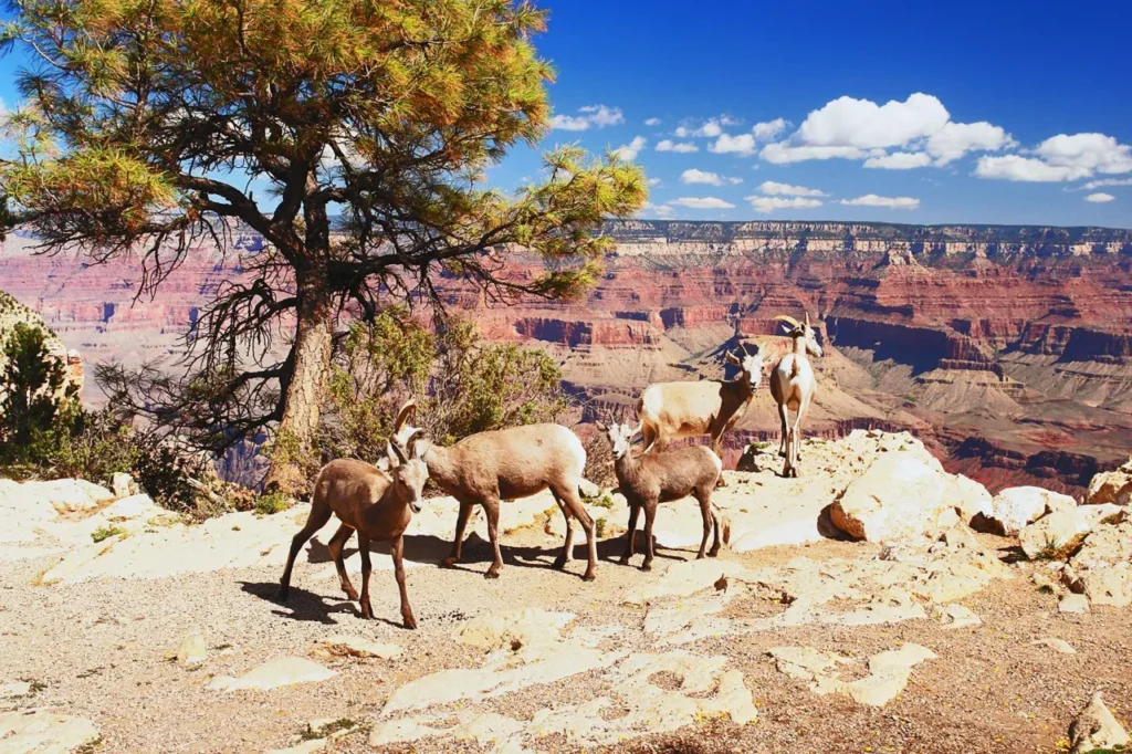 Explore The Grand Canyon 13-2