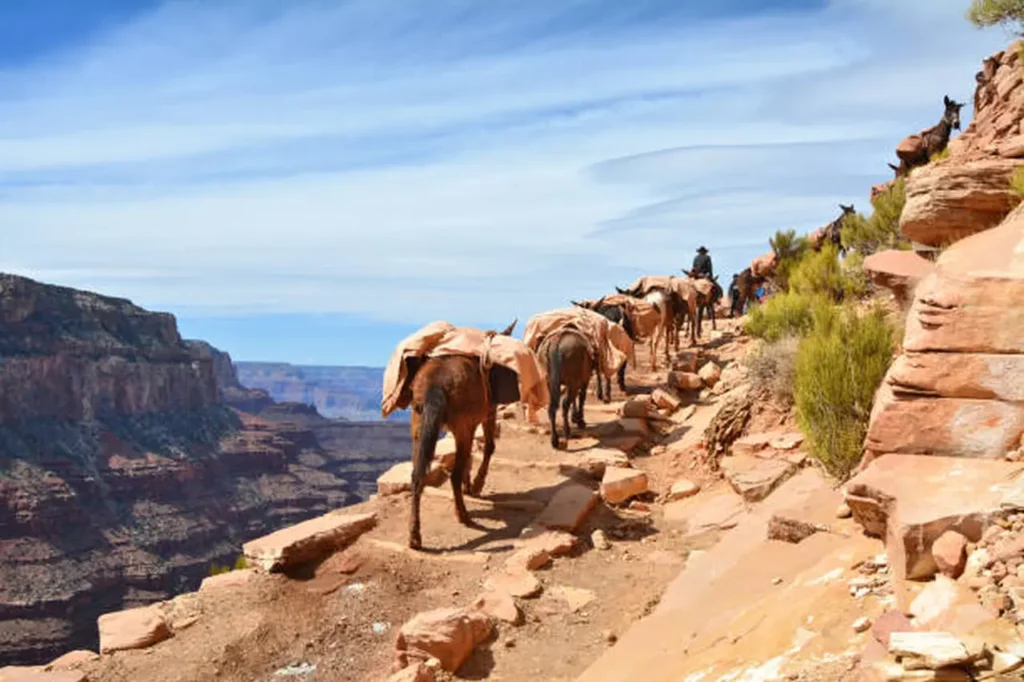 Explore The Grand Canyon 17