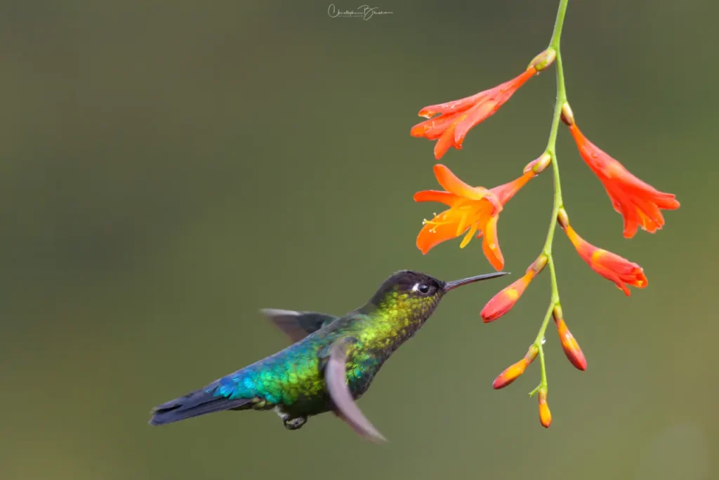 Fiery-throated Hummingbird 19